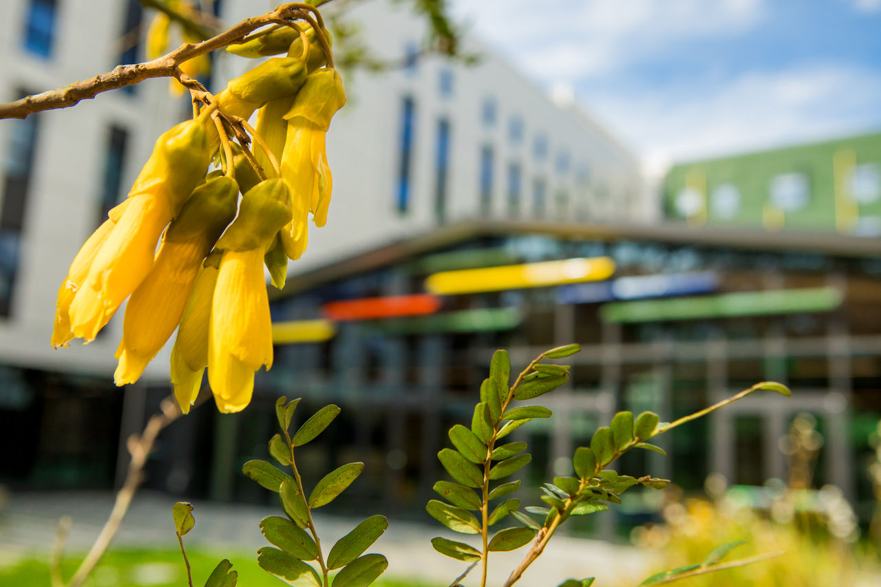 Why UC? Closeup of a native Kōwhai flower with one of UC's residential hall buildings in the background.