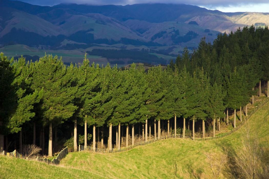 Wananga landing